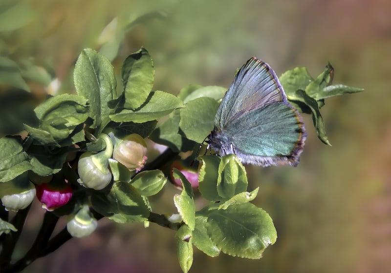 Butterfly Effects